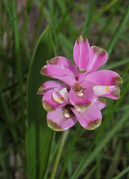 Image of Curcuma sparganiifolia Gagnep.