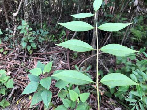 Imagem de Euroschinus falcatus var. angustifolia Benth.