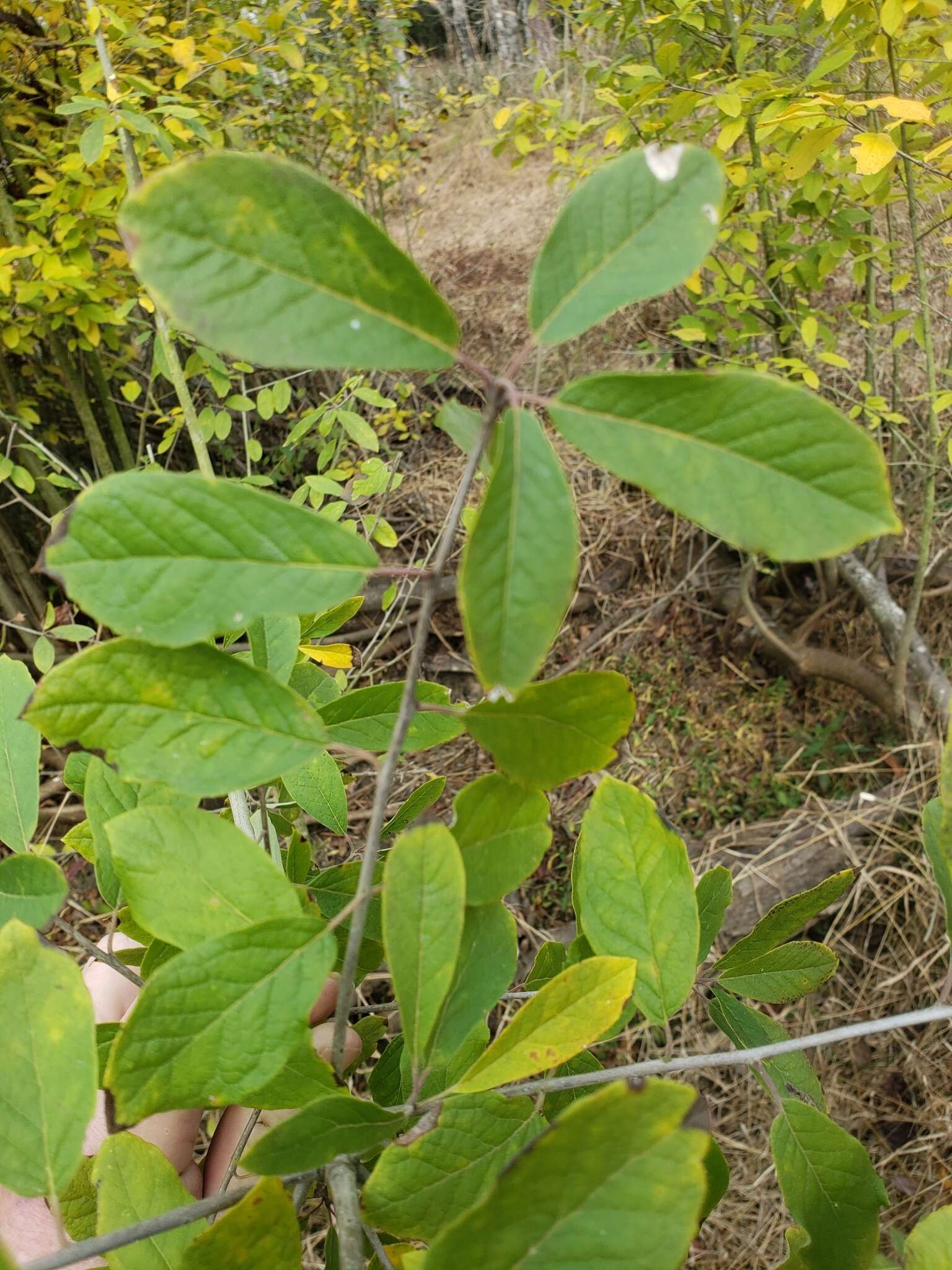 Image of sarvis holly