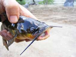 Image of Black Bullhead