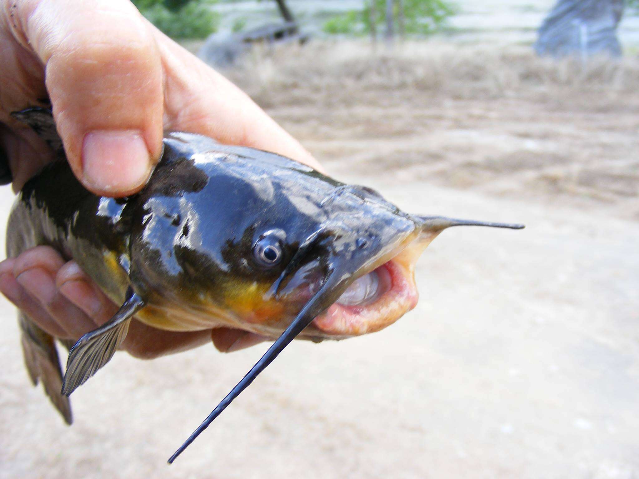 Image of Black Bullhead