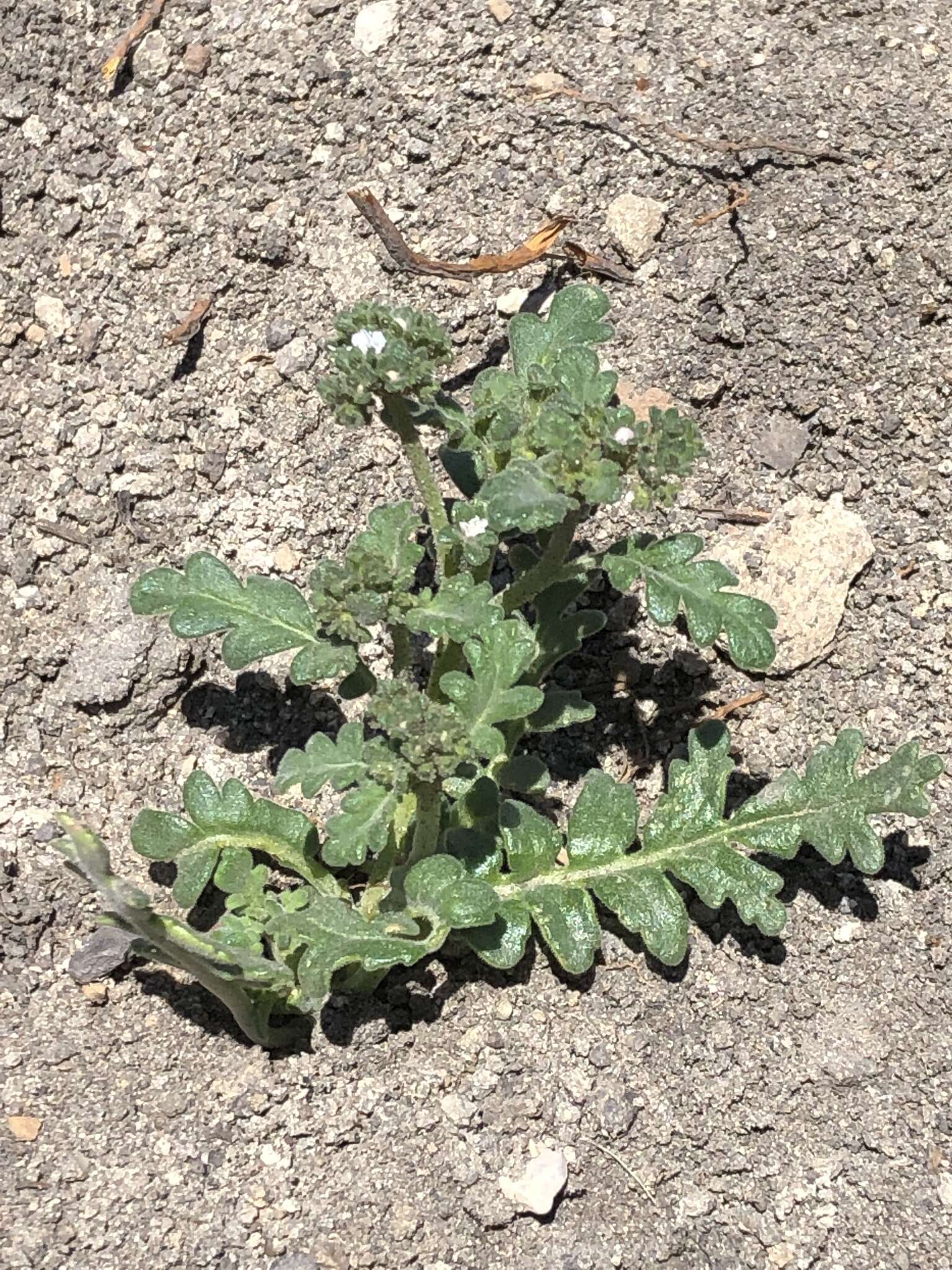 Image de Phacelia ivesiana Torr.