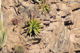 Image of Agave arcedianoensis Cházaro, O. M. Valencia & A. Vázquez