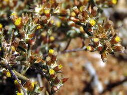 Image de Helichrysum asperum var. appressifolium (Moeser) Hilliard