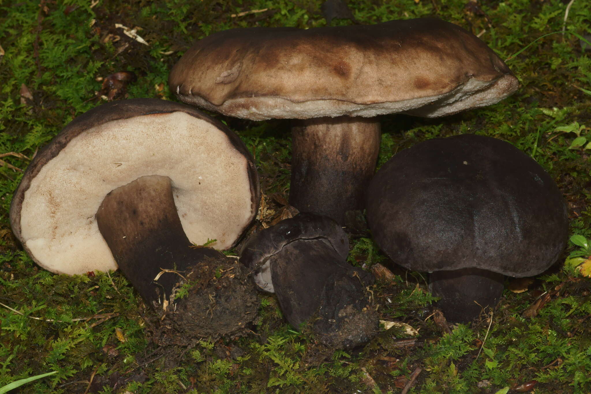 Plancia ëd Tylopilus atronicotianus Both 1998