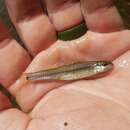 Image of Slim minnow