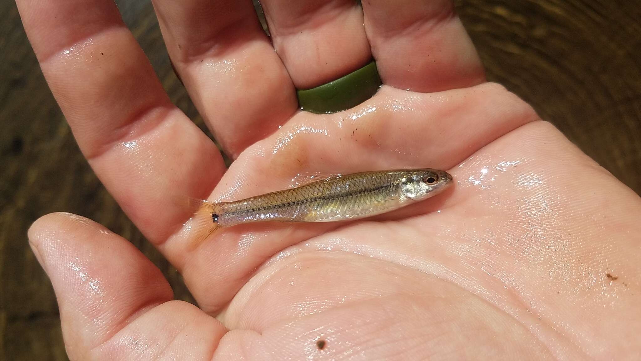 Image of Slim minnow