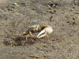 Image of Mexican Fiddler Crab