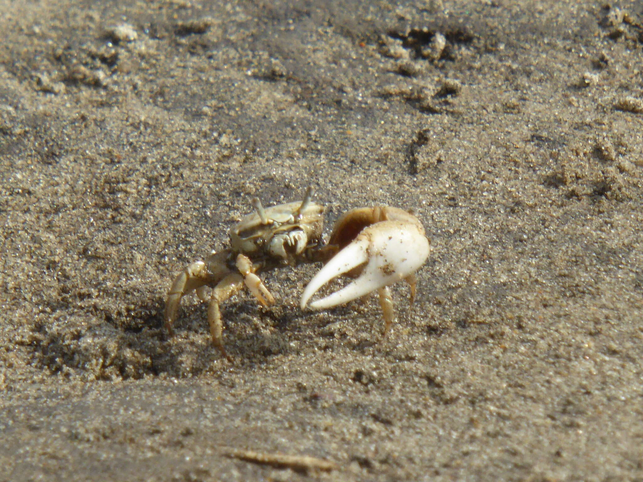 Image of Mexican Fiddler Crab