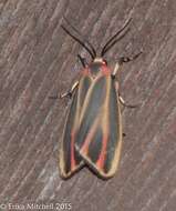 Image of Painted Lichen Moth