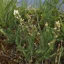 Plancia ëd <i>Oxytropis borealis</i> var. <i>sulphurea</i> (Pors.) S. L. Welsh