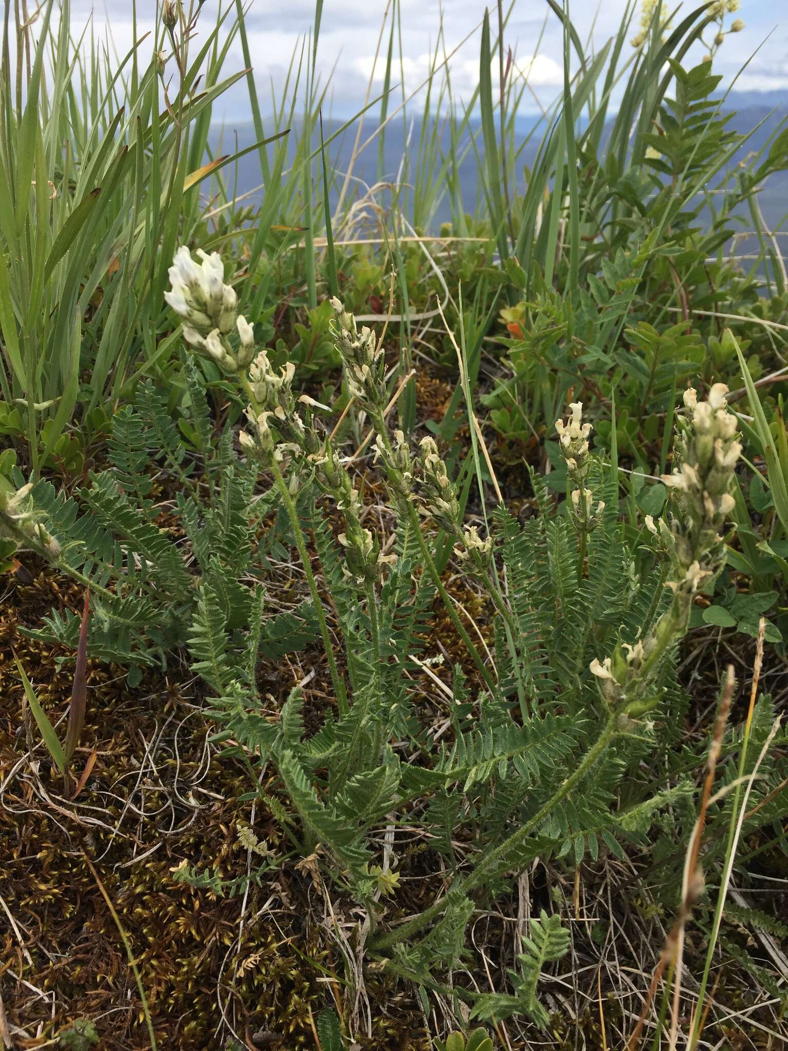 Image of <i>Oxytropis borealis</i> var. <i>sulphurea</i> (Pors.) S. L. Welsh