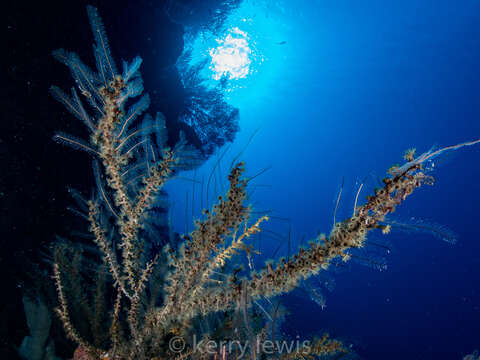 Image of Dentitheca dendritica (Nutting 1900)