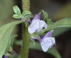 صورة Antirrhinum cornutum Benth.