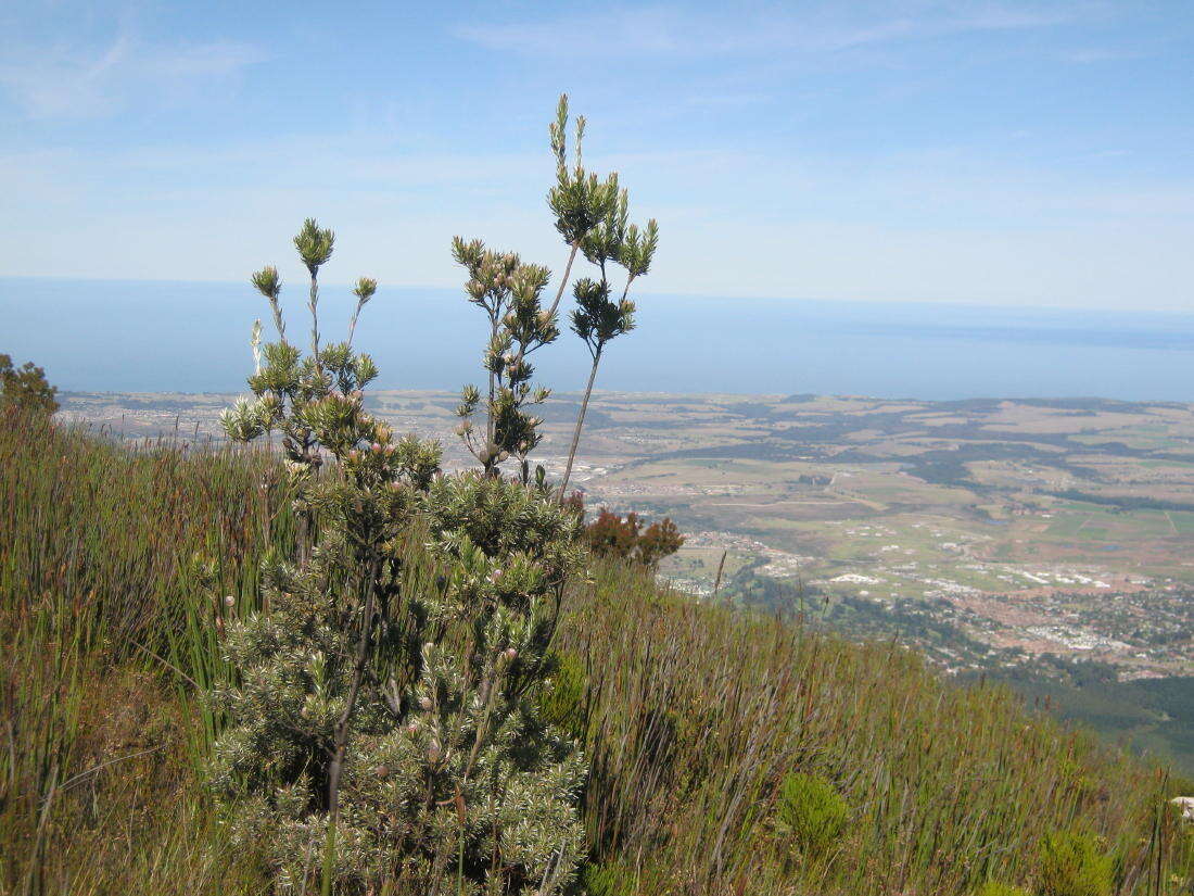 Image of Leucadendron uliginosum subsp. uliginosum