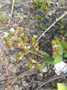 Image of Rubus procerus P. J. Müll. ex Genev.