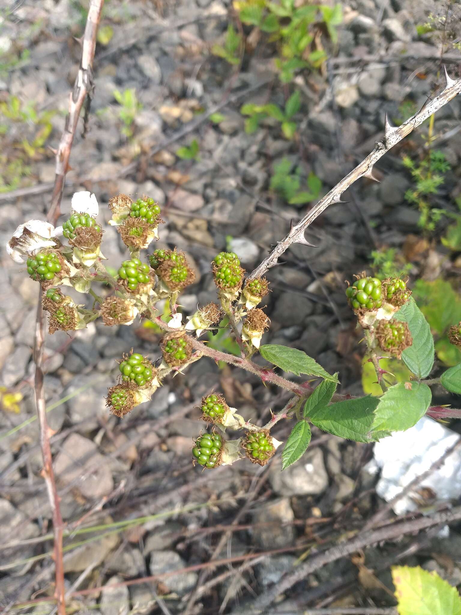 صورة Rubus procerus P. J. Müll. ex Genev.