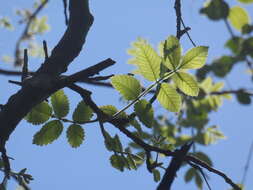 Image de Bursera tomentosa (Jacq.) Triana & Planch.