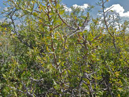 Imagem de Sarcomphalus obtusifolius (Hook. ex Torr. & A. Gray) Hauenschild