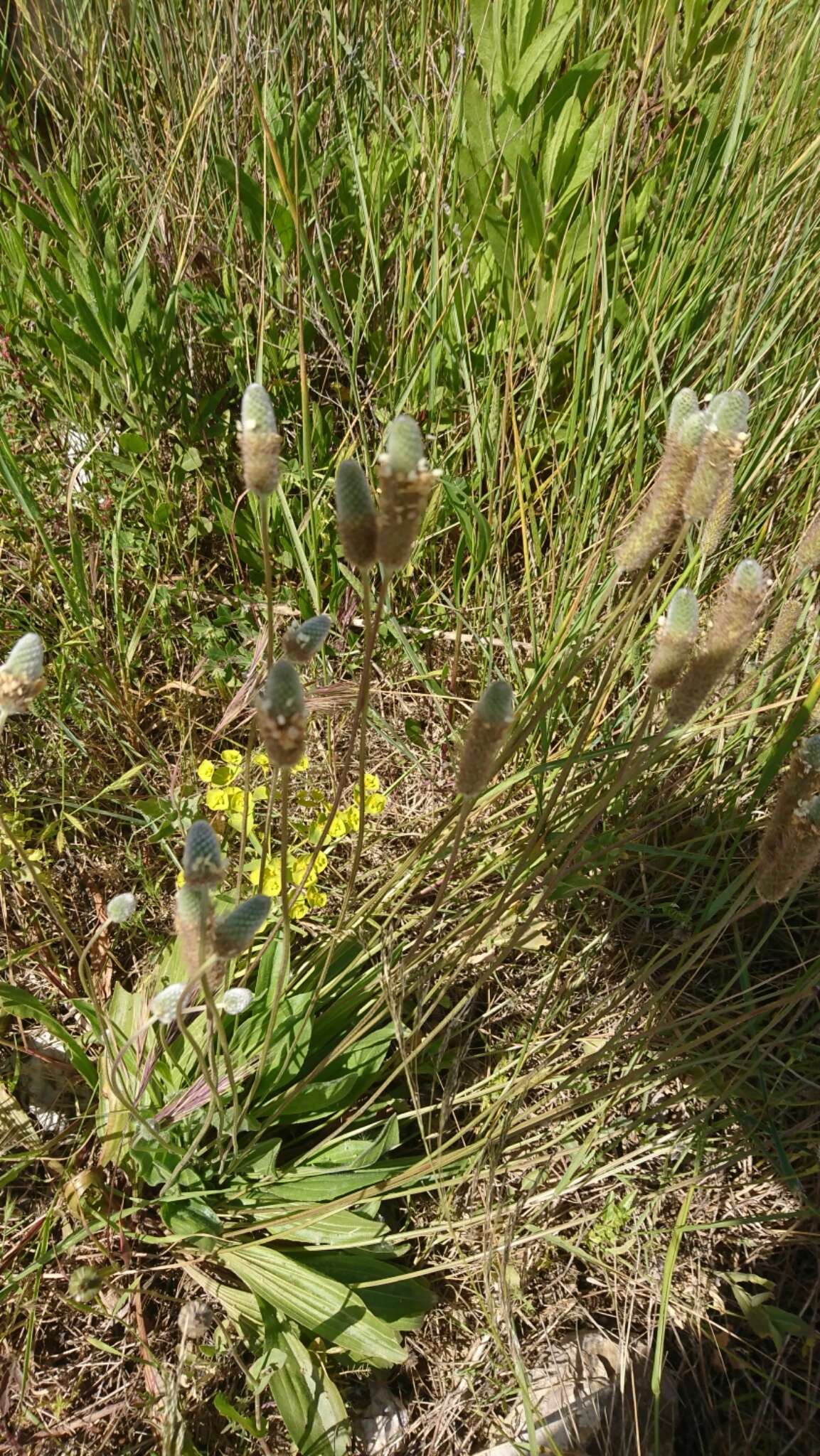 Image of Hare's-foot Plantain