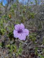 صورة Ruellia californica (Rose) I. M. Johnston