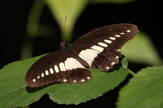 Image of White-banded Swallowtail