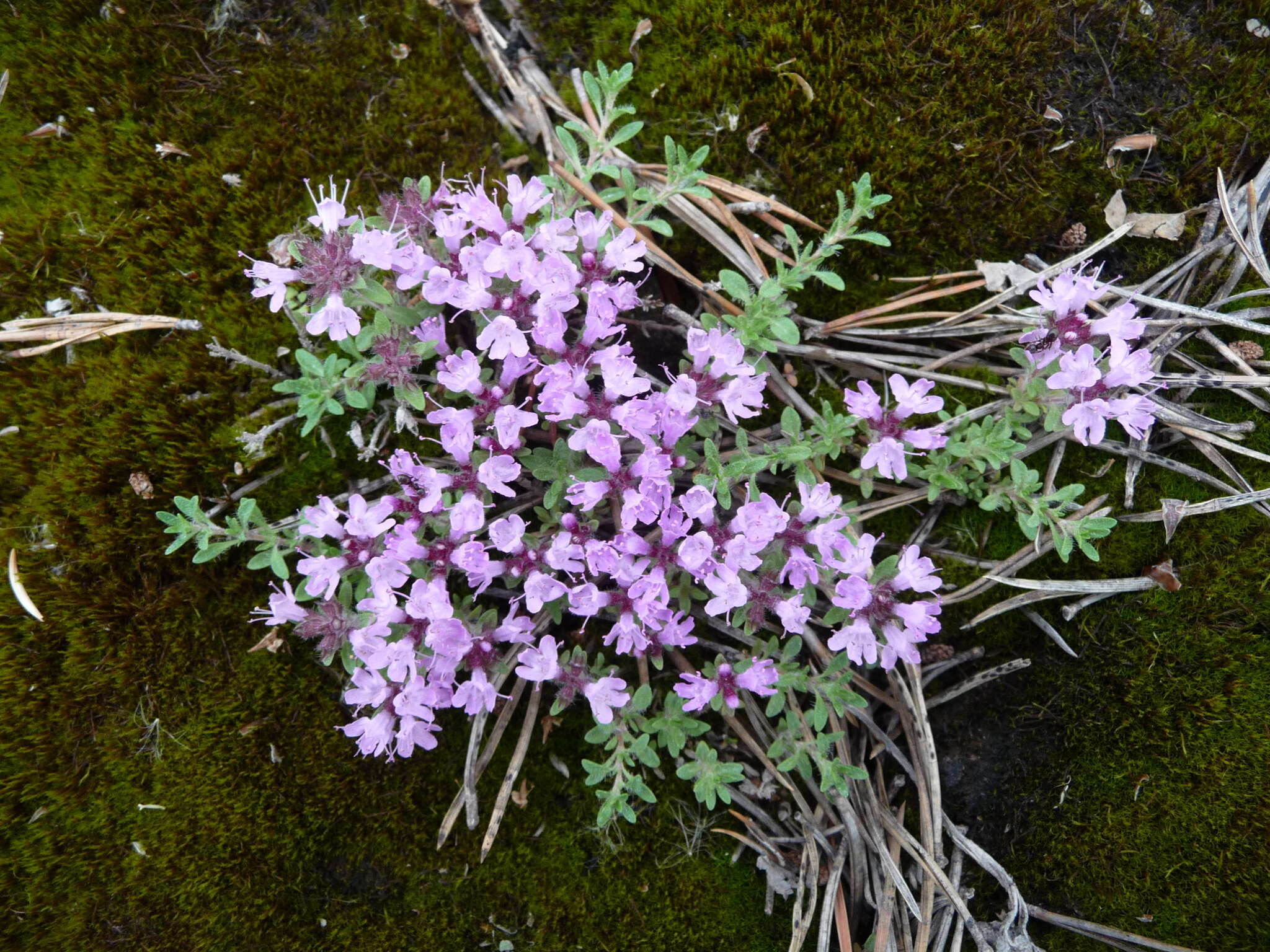 Image of Thymus glabricaulis