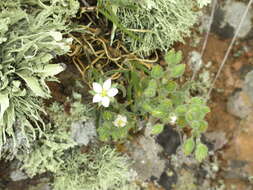 Image of sticky sandspurry