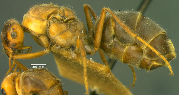 Image of <i>Myrmecocystus mendax</i> Wheeler 1908