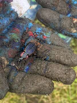 Image of Carabus (Megodontus) vietinghoffii M. Adams 1812