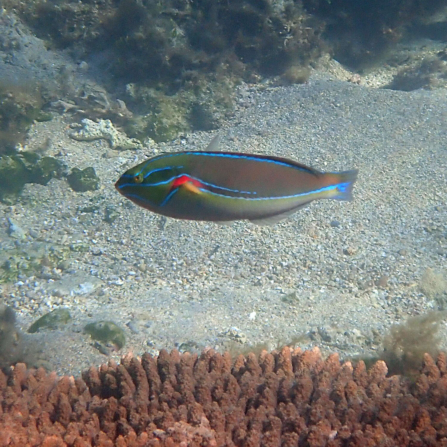 Image of Red-shoulder wrasse