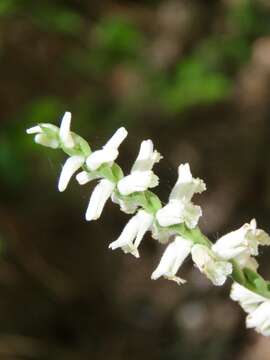 Image of Green-Vein Ladies'-Tresses