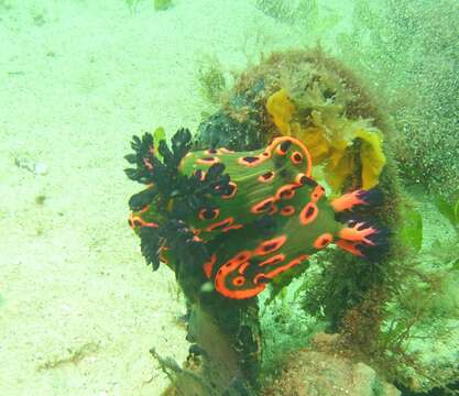 Image of Nembrotha rosannulata Pola, Cervera & Gosliner 2008