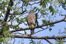 Слика од Buteo ridgwayi (Cory 1883)