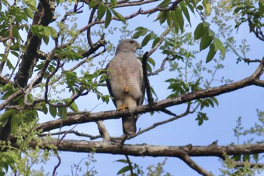 Image of Hispaniolan Hawk