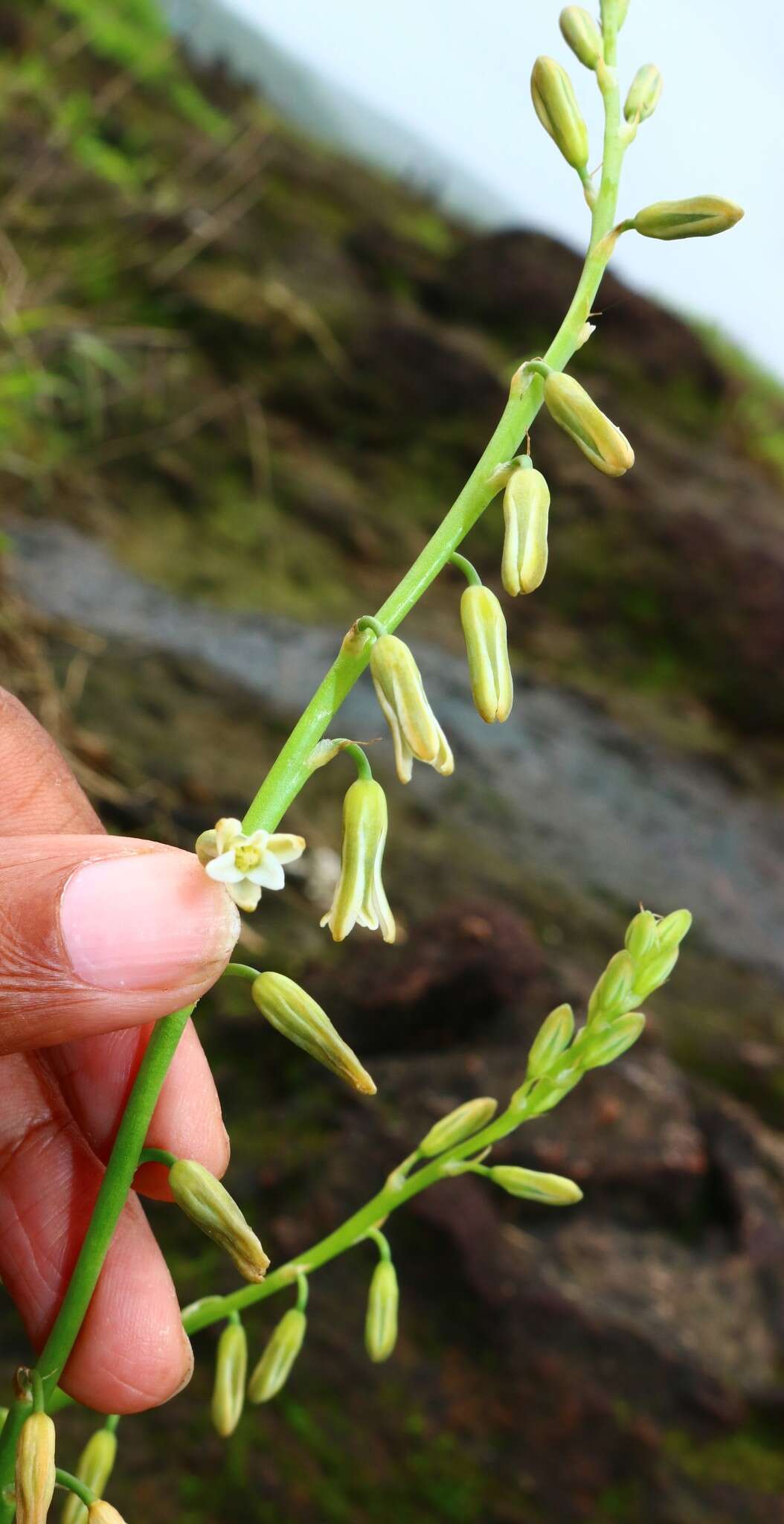 Image de Dipcadi saxorum Blatt.