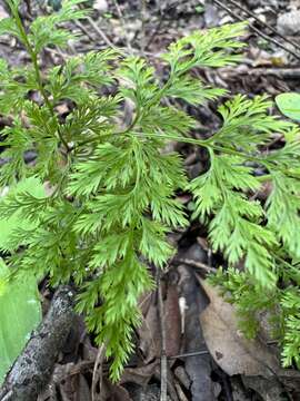 Image of Aspidotis meifolia (D. C. Eat.) Pic. Serm.