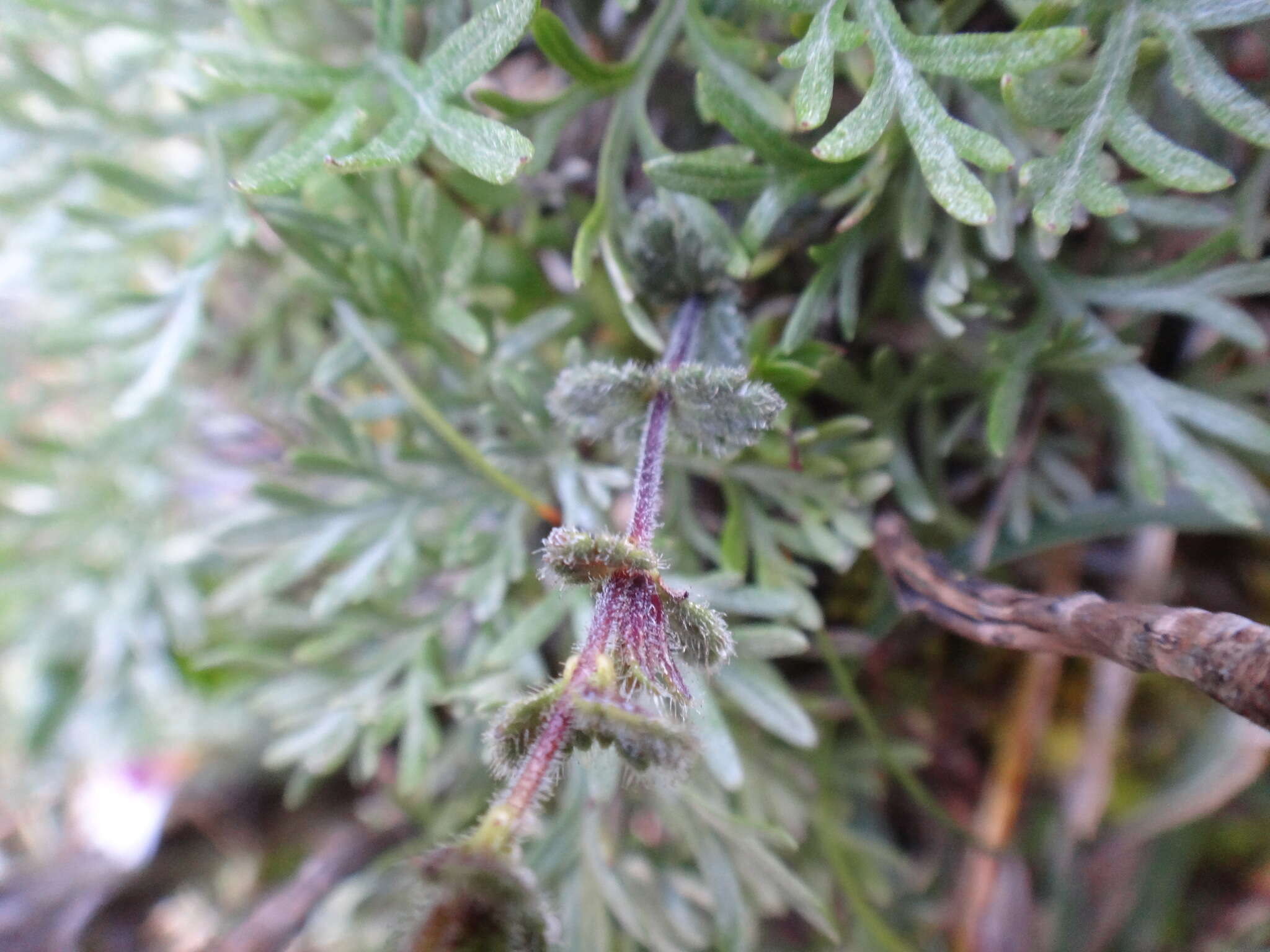 Image of Euphrasia transmorrisonensis var. durietziana (Ohwi) T. C. Huang & M. J. Wu