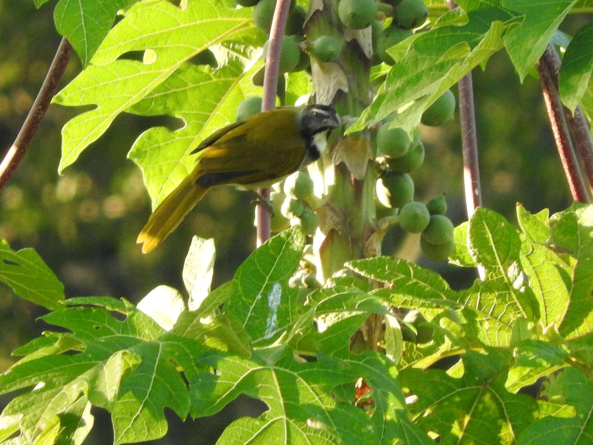 Imagem de Saltator atriceps (Lesson & R 1832)