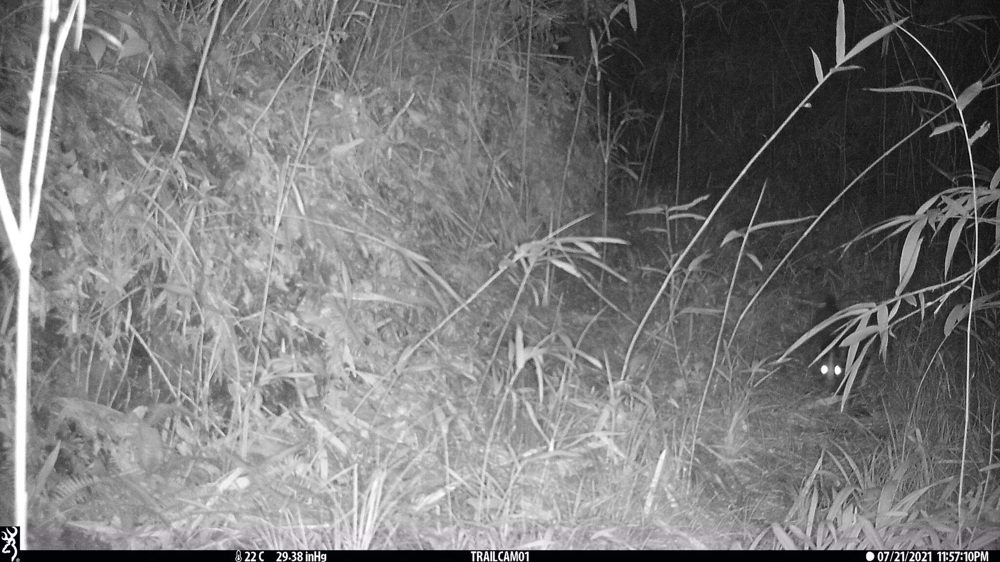 Image of masked palm civet