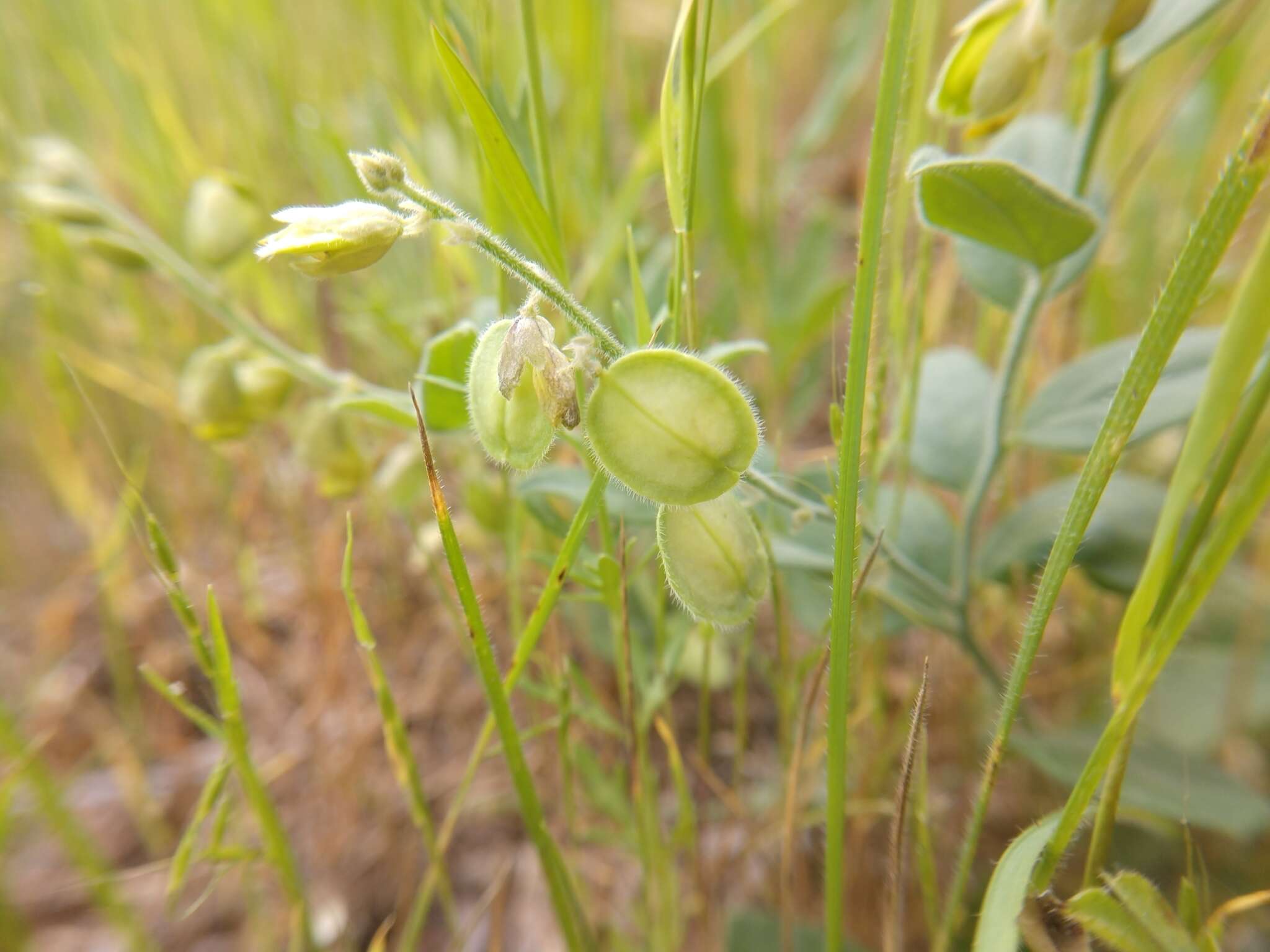 Image of eggleaf milkwort