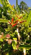 Image of Heliconia nickeriensis Maas & de Rooij