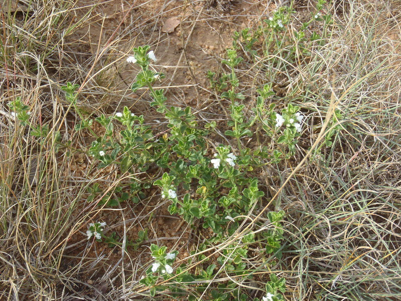 Image of white cat's paw