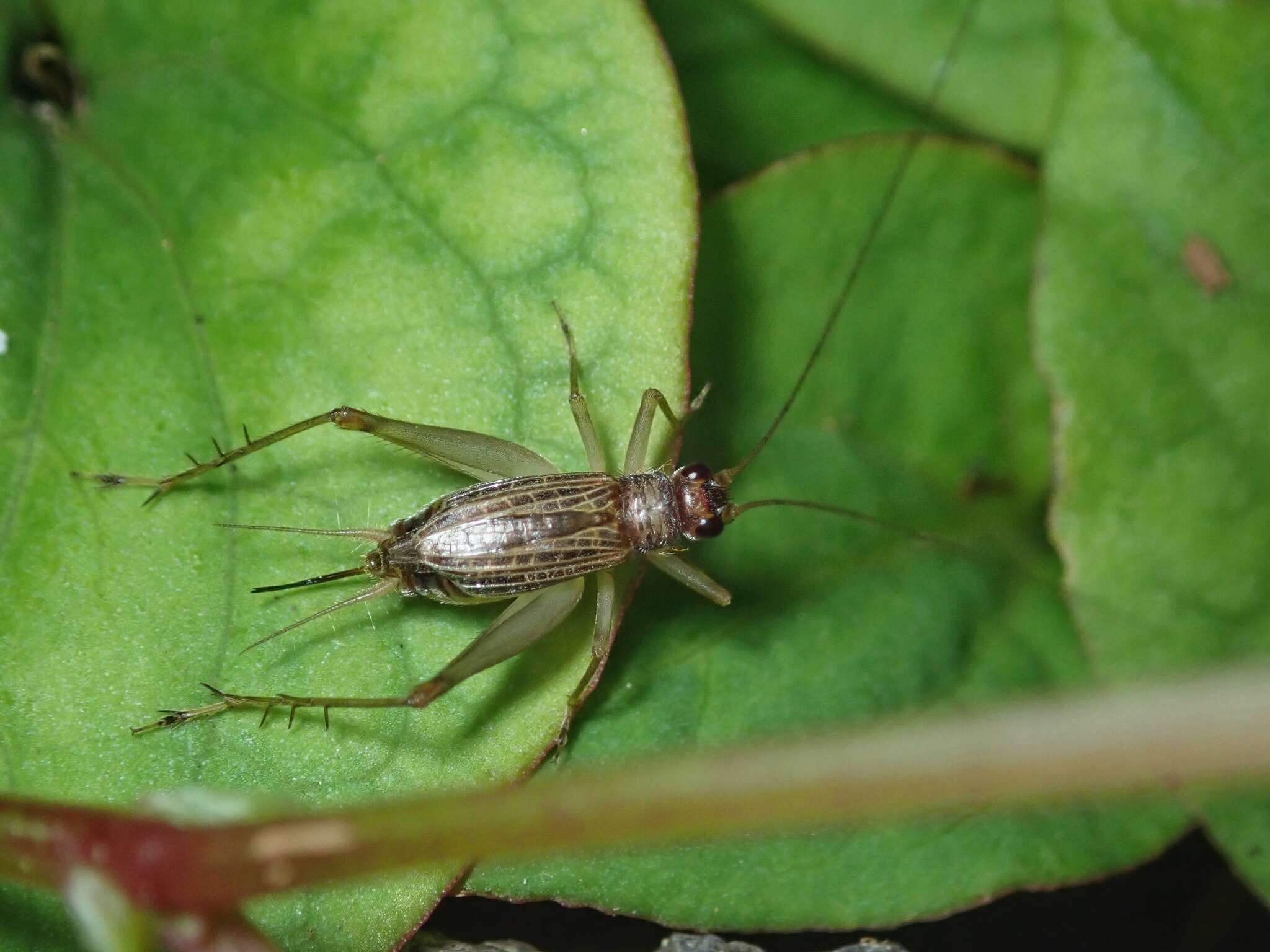 Image of Amusurgus (Usgmona) genji (Furukawa 1970)