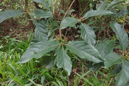 Image of Aidia cochinchinensis Lour.