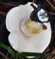 Image of Pale bitter bolete