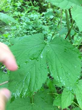 Sivun Ampelopsis heterophylla var. vestita Rehd. kuva