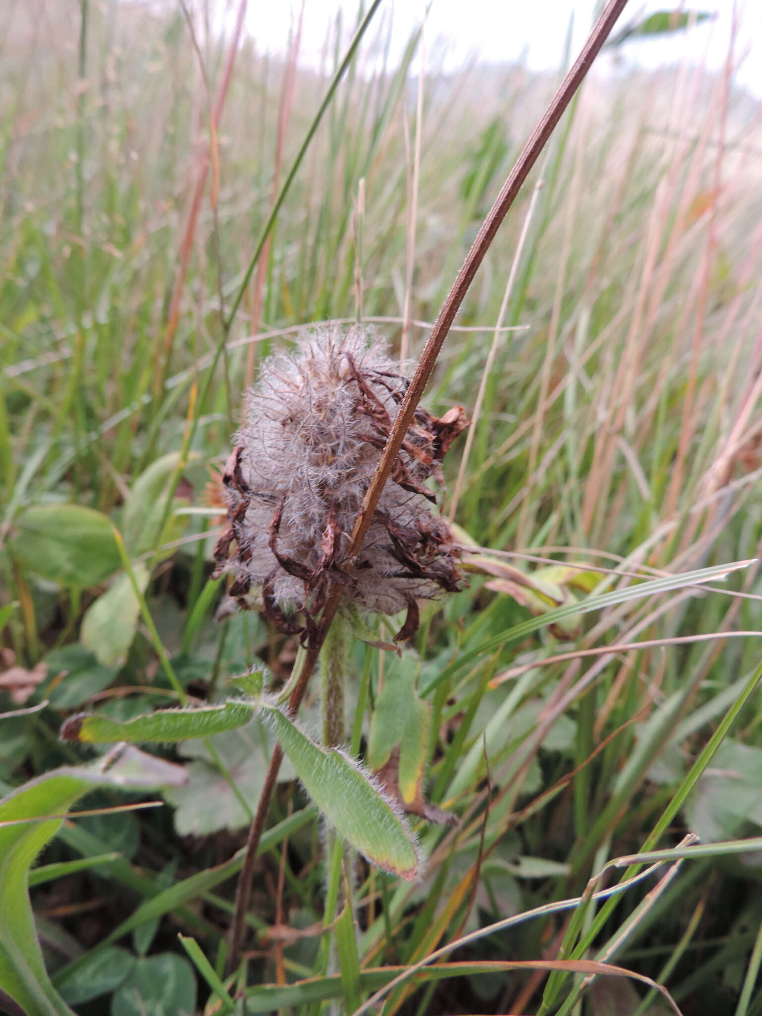 Слика од Trifolium canescens Willd.