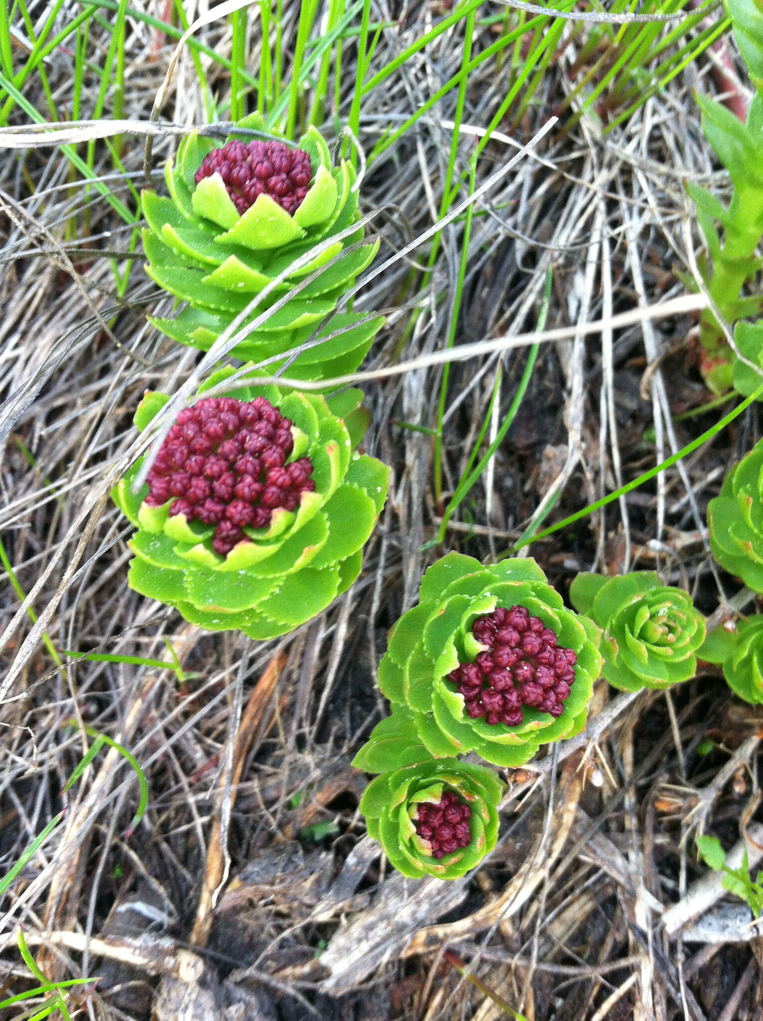 Image of ledge stonecrop