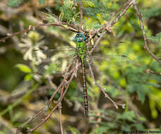 Image of Blue-faced Darner